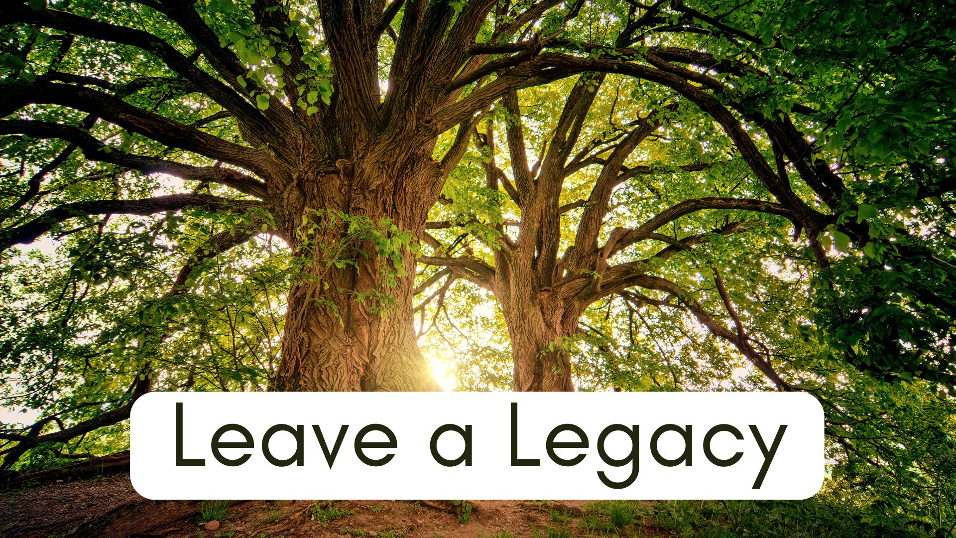 Leave a Legacy Donation -
Family Tree 